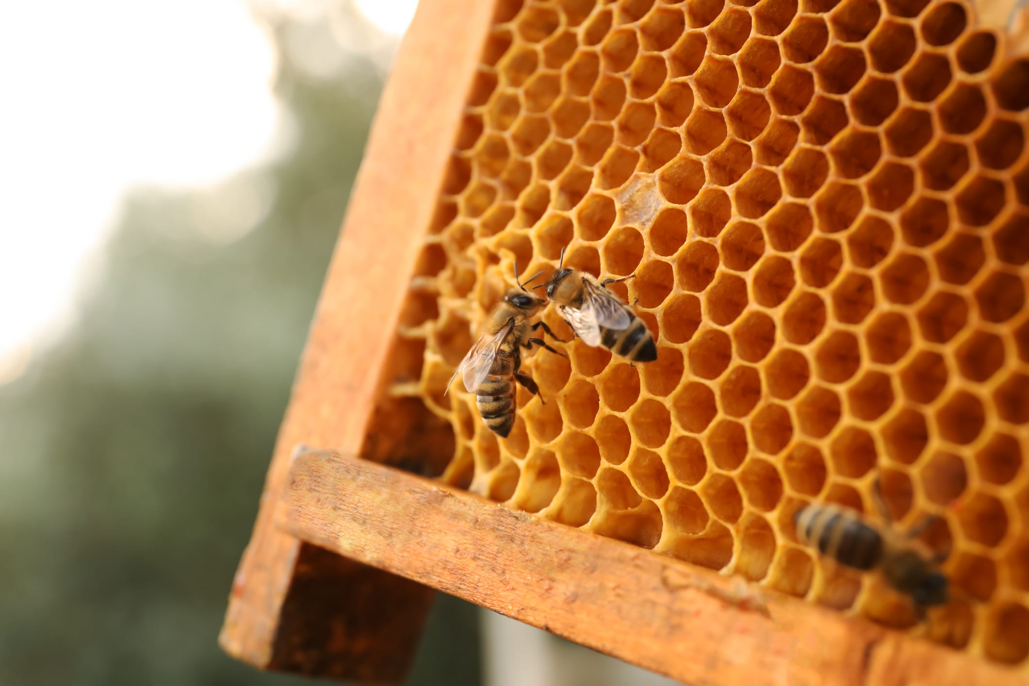 photo d'une planche alvéolée de ruche avec quelques abeilles